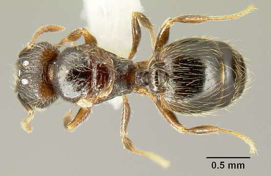 Image of <i>Pheidole carinote</i>