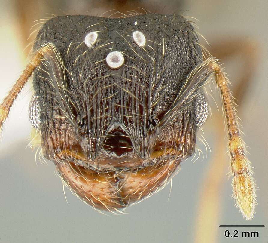 Plancia ëd <i>Pheidole carinote</i>