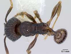 Plancia ëd <i>Pheidole carinote</i>