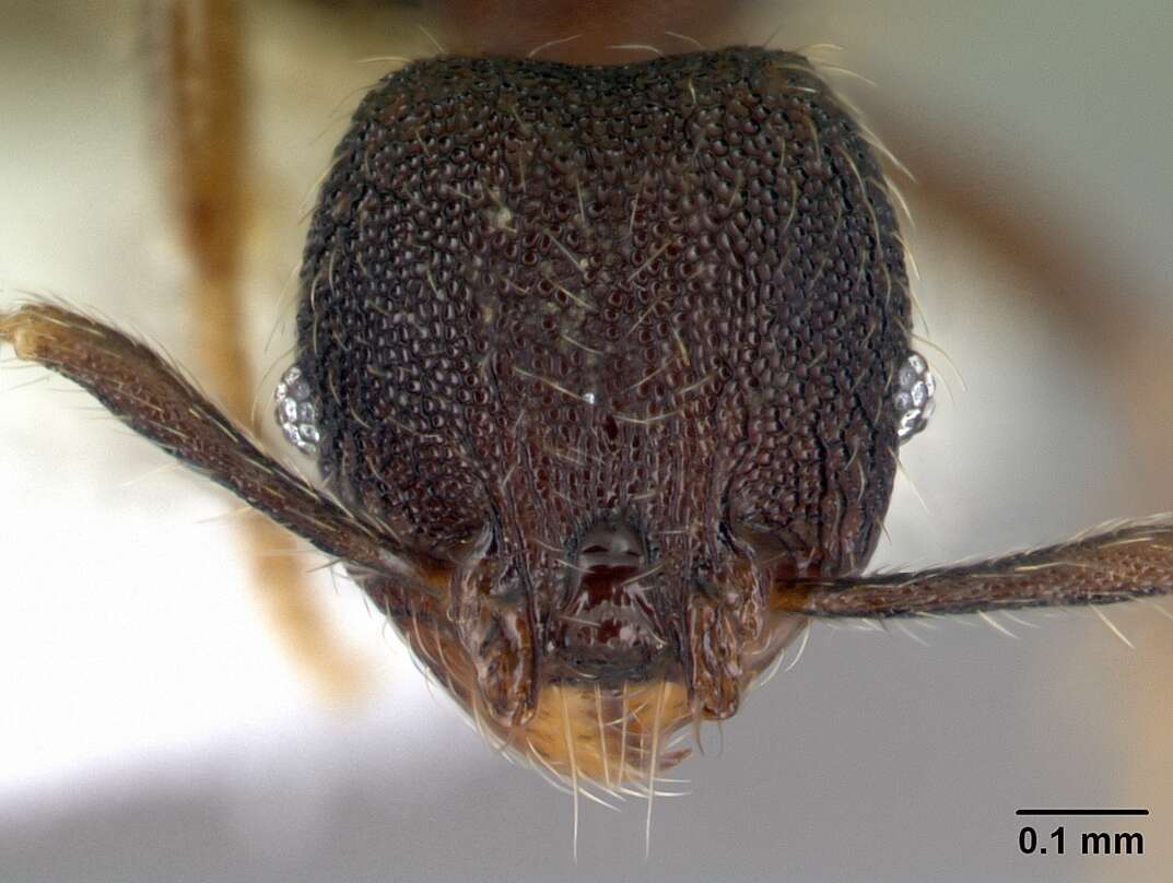 Plancia ëd <i>Pheidole carinote</i>