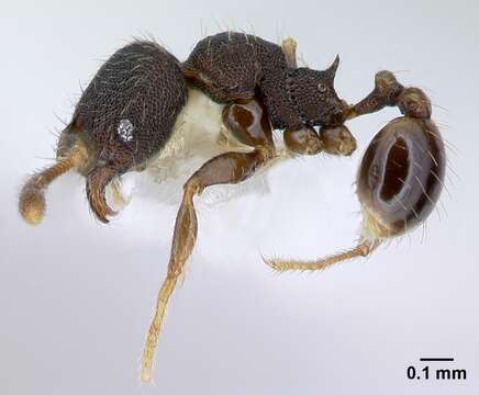 Plancia ëd <i>Pheidole carinote</i>