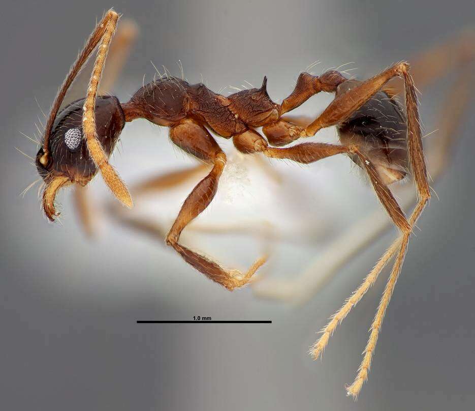 Image of Myrmicinae