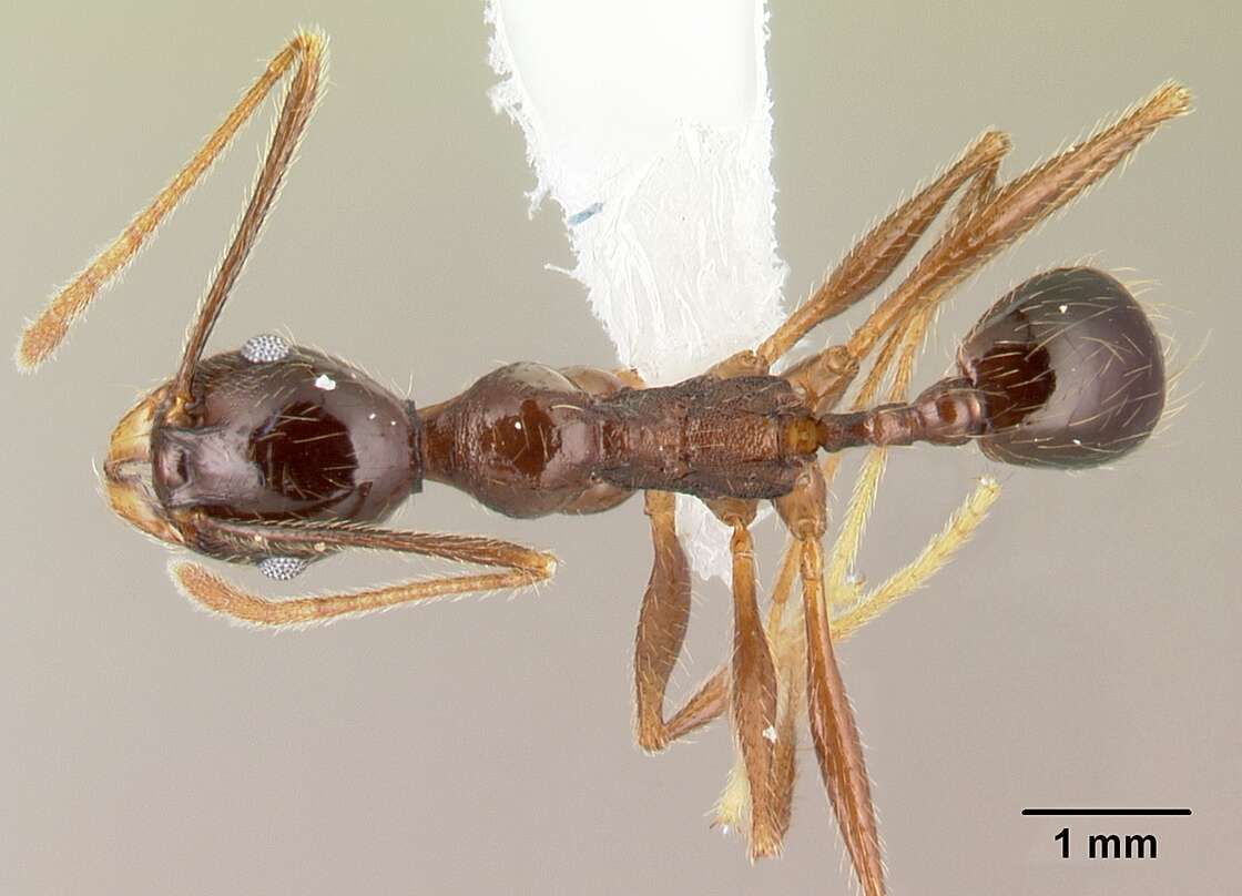 Image of Myrmicinae