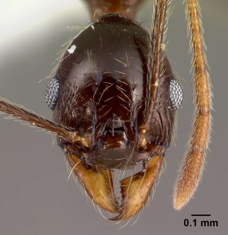 Image of Myrmicinae