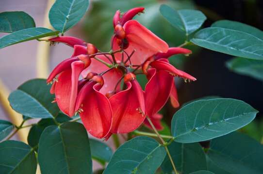 Plancia ëd Erythrina crista-galli L.