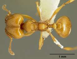 Image of <i>Pheidole branstetteri</i>