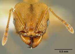 Image of <i>Pheidole branstetteri</i>