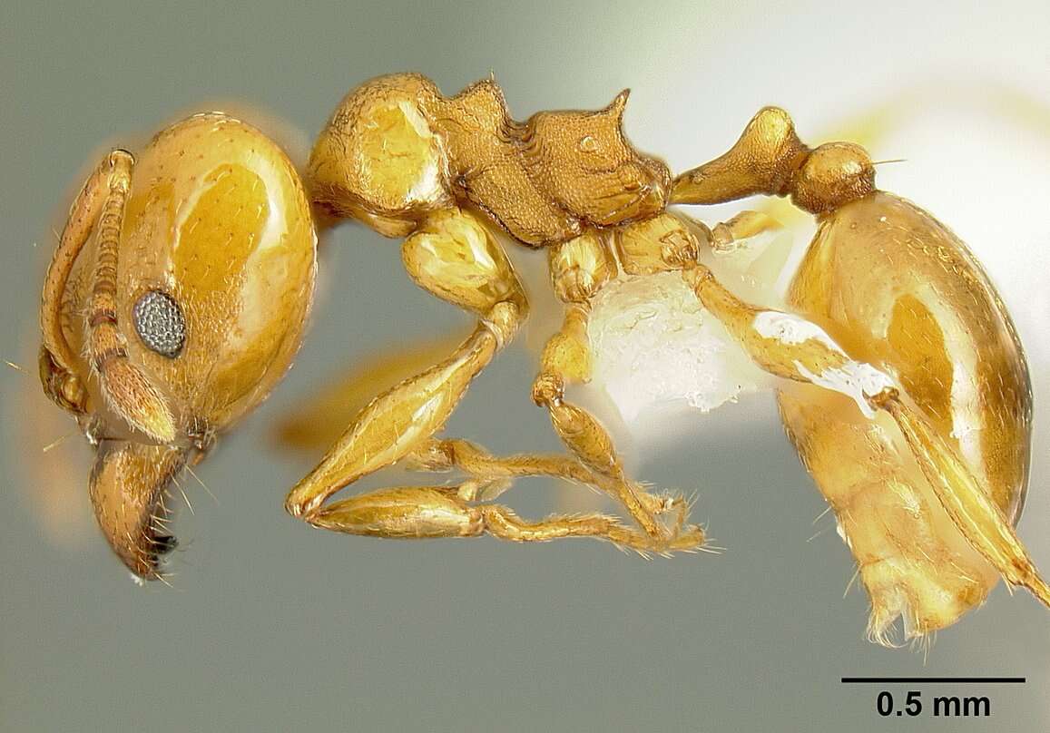 Image of <i>Pheidole branstetteri</i>