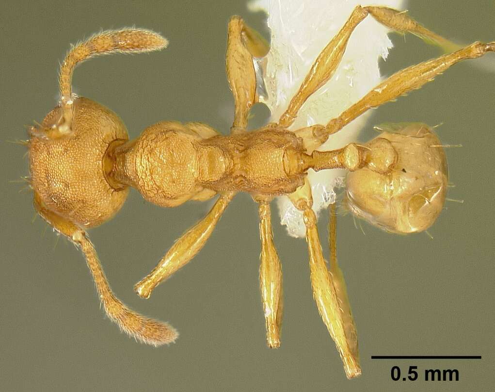 Image of <i>Pheidole branstetteri</i>