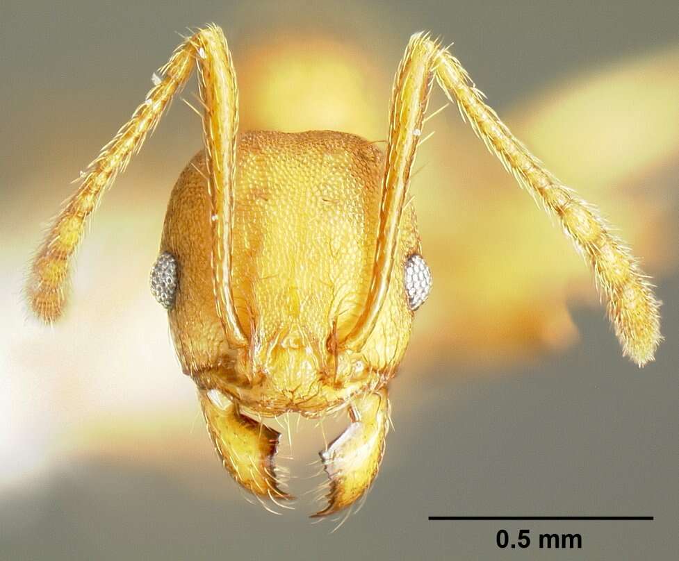 Image of <i>Pheidole branstetteri</i>