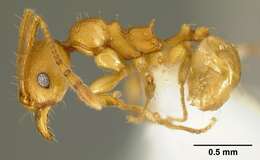 Image of <i>Pheidole branstetteri</i>