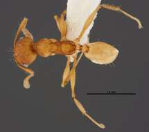 Image of <i>Pheidole branstetteri</i>