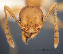 Image of <i>Pheidole branstetteri</i>