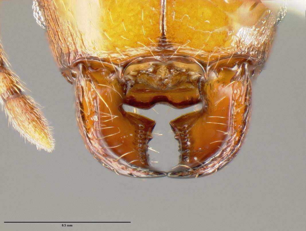 Image of <i>Pheidole branstetteri</i>