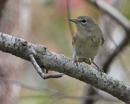 Image of Myrtle Warbler