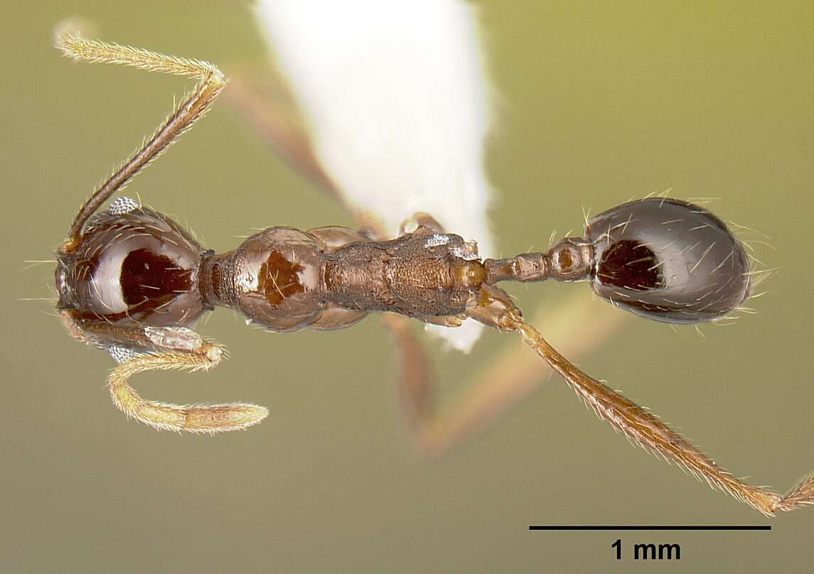 Image of Myrmicinae