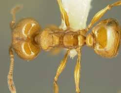 Image of <i>Pheidole branstetteri</i>