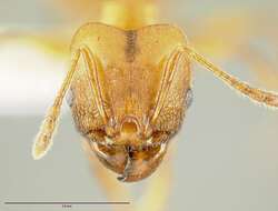 Image of <i>Pheidole branstetteri</i>