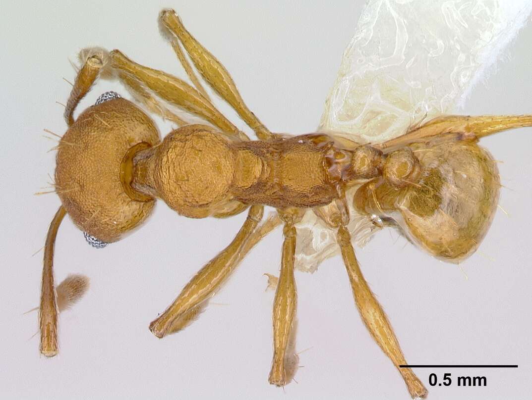 Image of <i>Pheidole branstetteri</i>