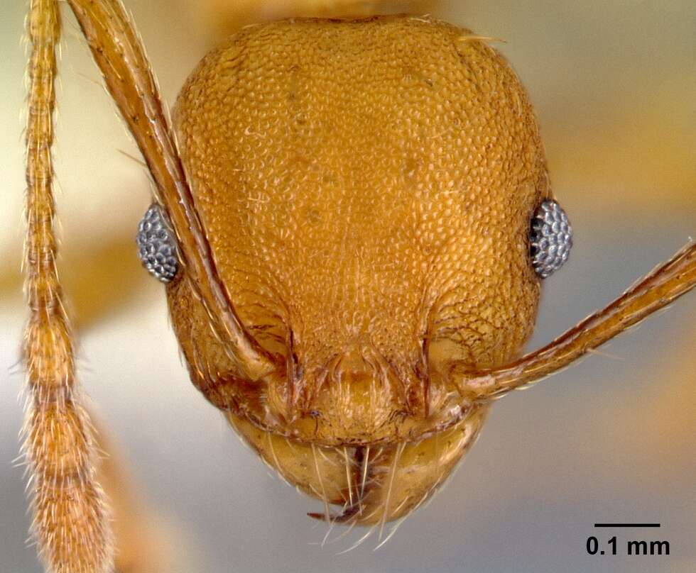 Image of <i>Pheidole branstetteri</i>