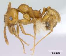 Image of <i>Pheidole branstetteri</i>