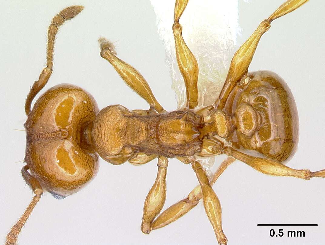 Image of <i>Pheidole branstetteri</i>