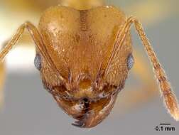 Image of <i>Pheidole branstetteri</i>