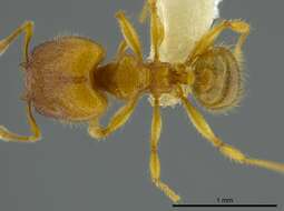 Image of Pheidole belonorte