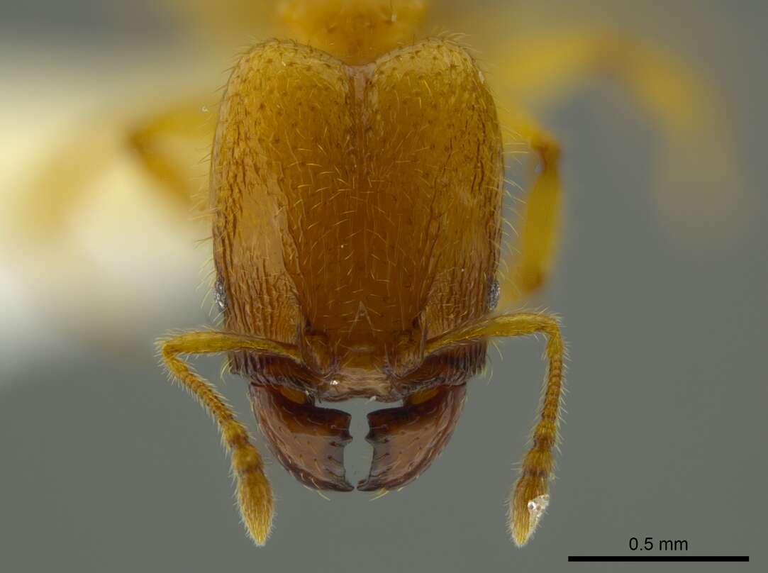 Image of Pheidole belonorte