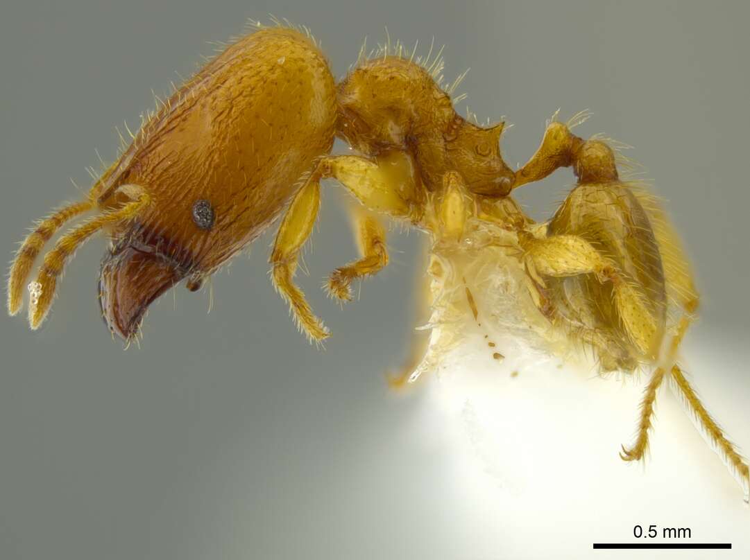 Image of Pheidole belonorte