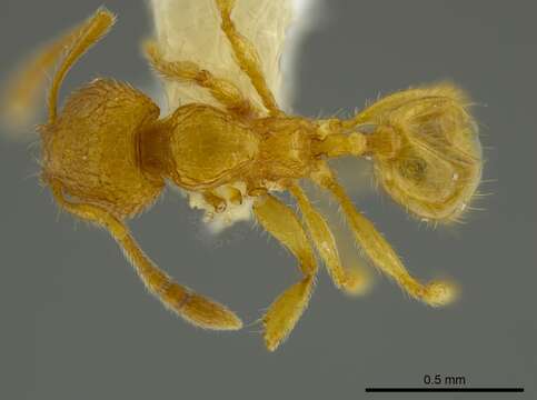 Image of Pheidole belonorte