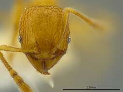 Image of Pheidole belonorte