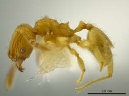 Image of Pheidole belonorte