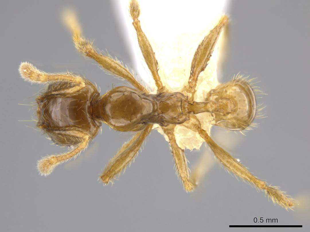 Plancia ëd Pheidole hasticeps