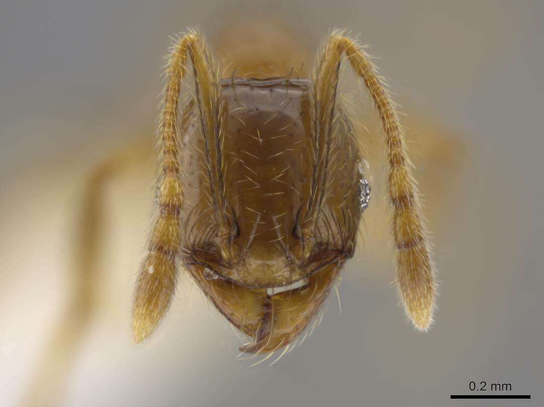 Plancia ëd Pheidole hasticeps