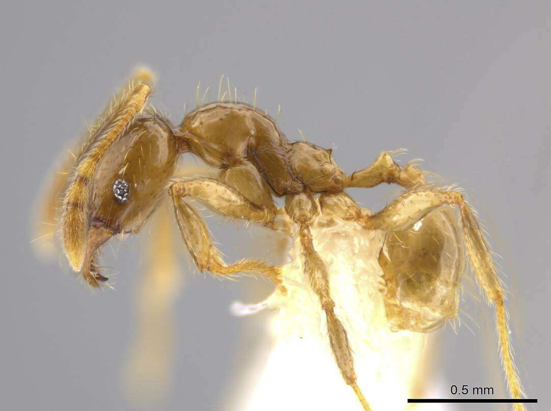 Plancia ëd Pheidole hasticeps