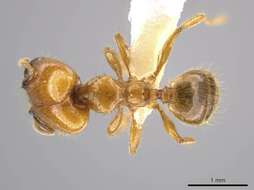 Plancia ëd Pheidole hasticeps