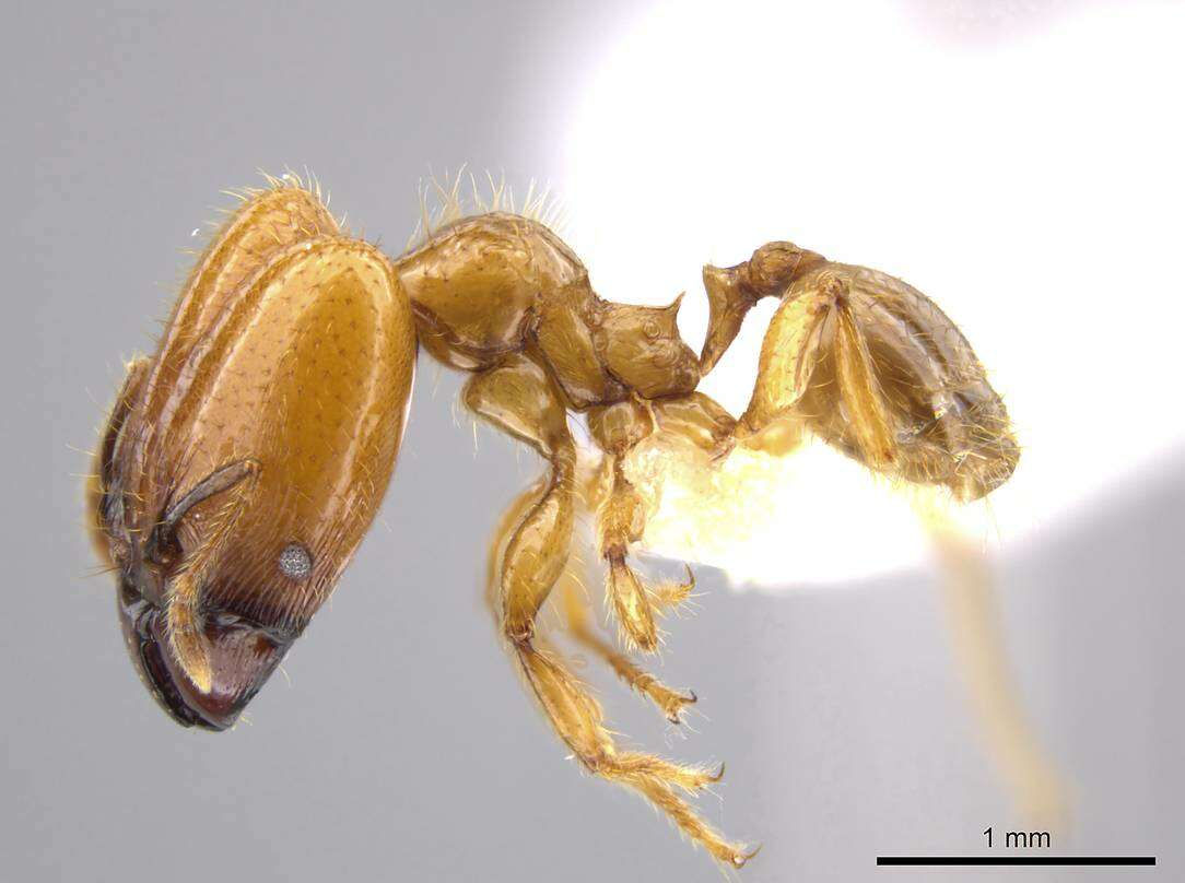 Plancia ëd Pheidole hasticeps