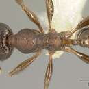 Image of Pheidole walkeri Mann 1922