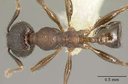 Image of Pheidole walkeri Mann 1922