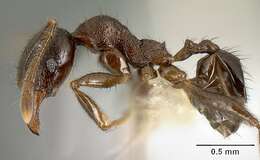 Image of Pheidole walkeri Mann 1922