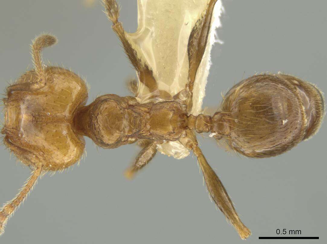 صورة Pheidole potosiana