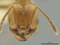 صورة Pheidole potosiana