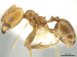 صورة Pheidole potosiana