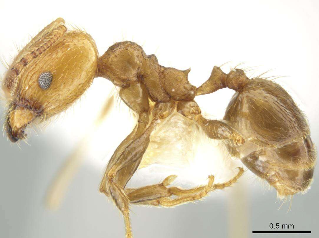 صورة Pheidole potosiana