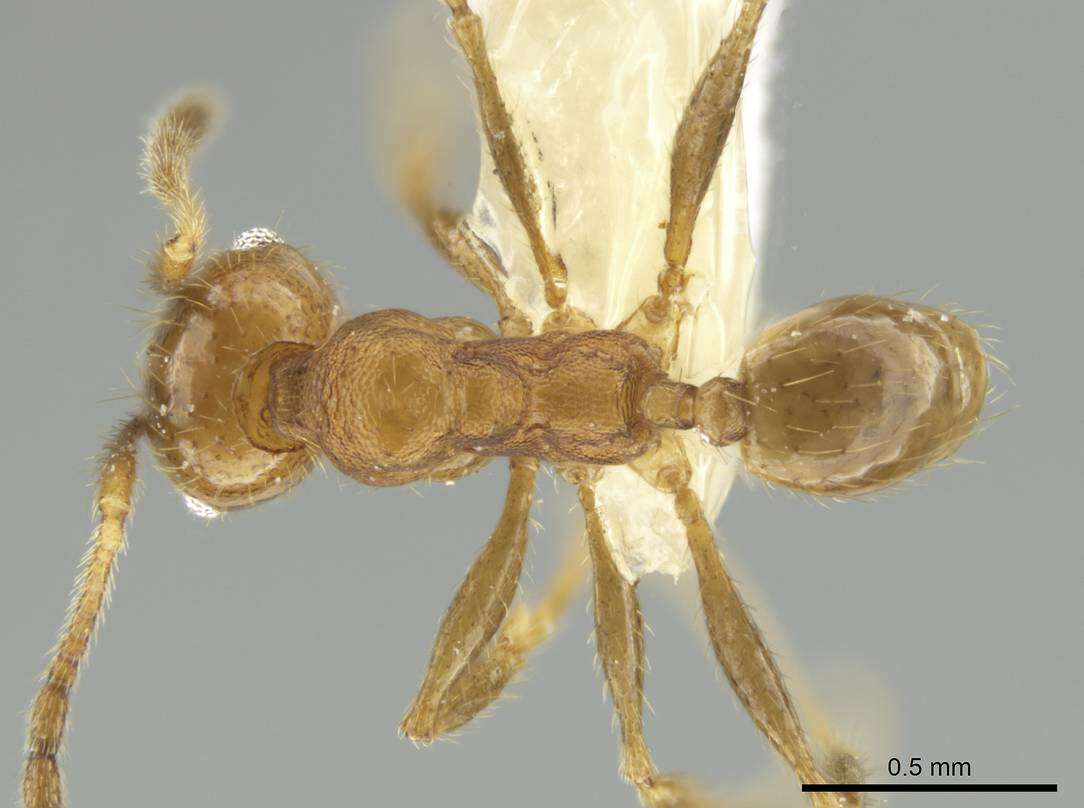 صورة Pheidole potosiana