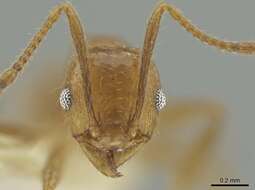 صورة Pheidole potosiana