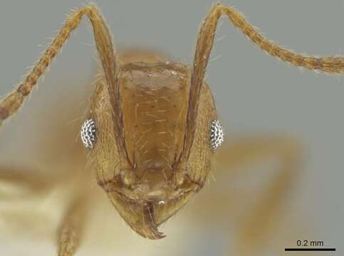 صورة Pheidole potosiana