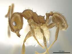 صورة Pheidole potosiana