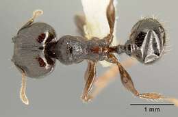 Image of Pheidole walkeri Mann 1922